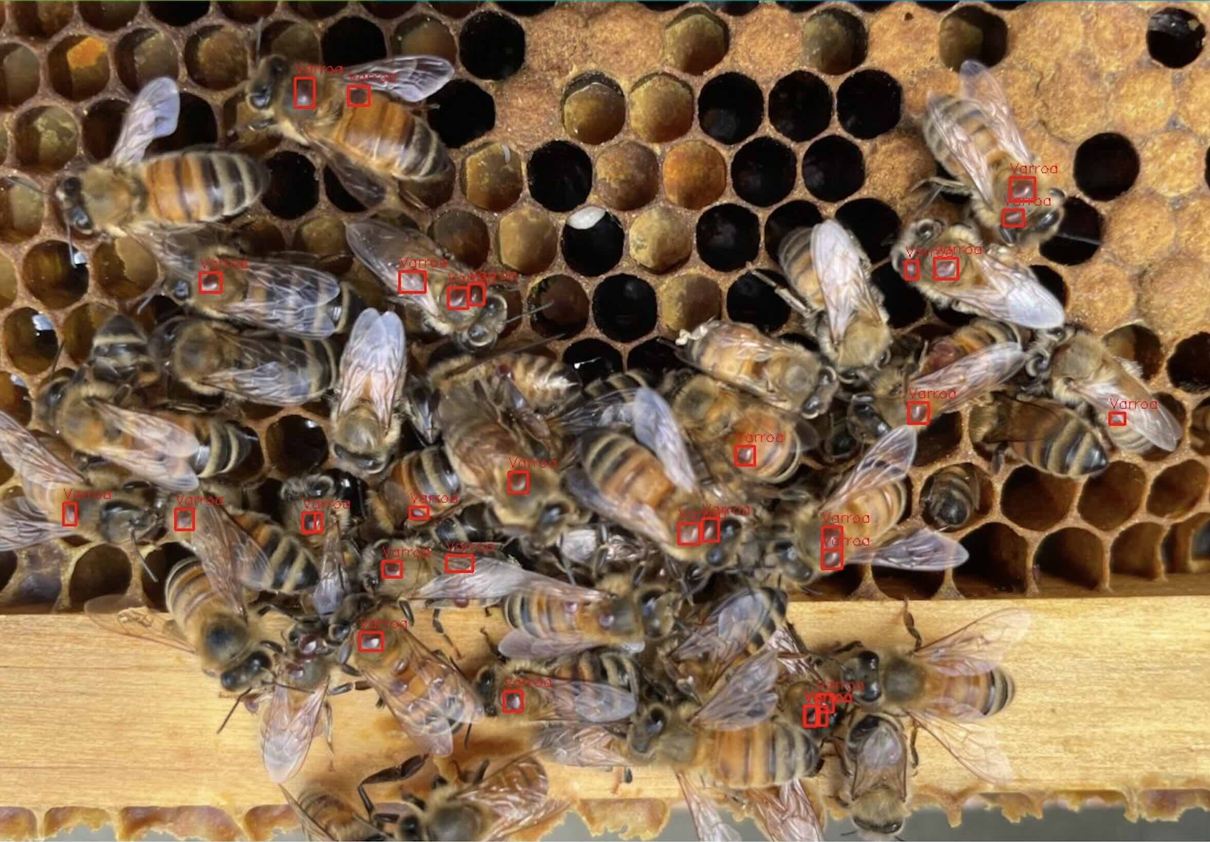 Varroa tespiti algoritması çıktısı