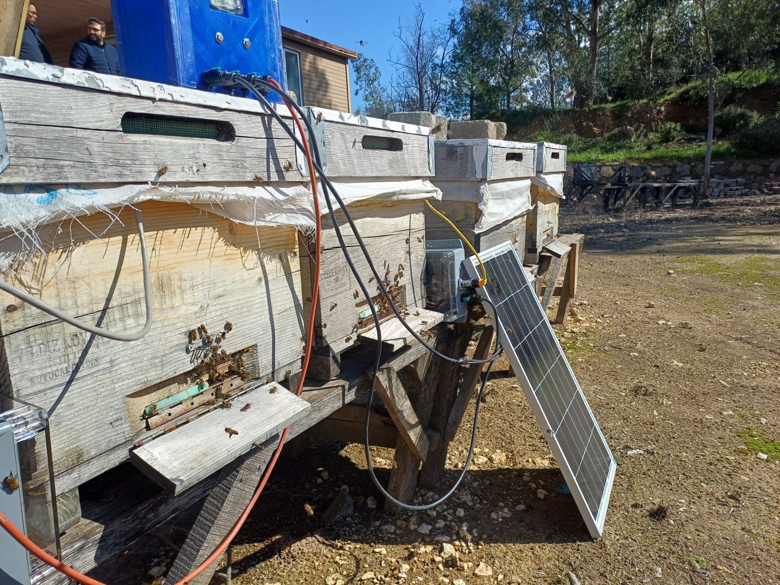 ETAE — Birden fazla kovana monte edilmiş sensör modülleri ve solar panel sistemi