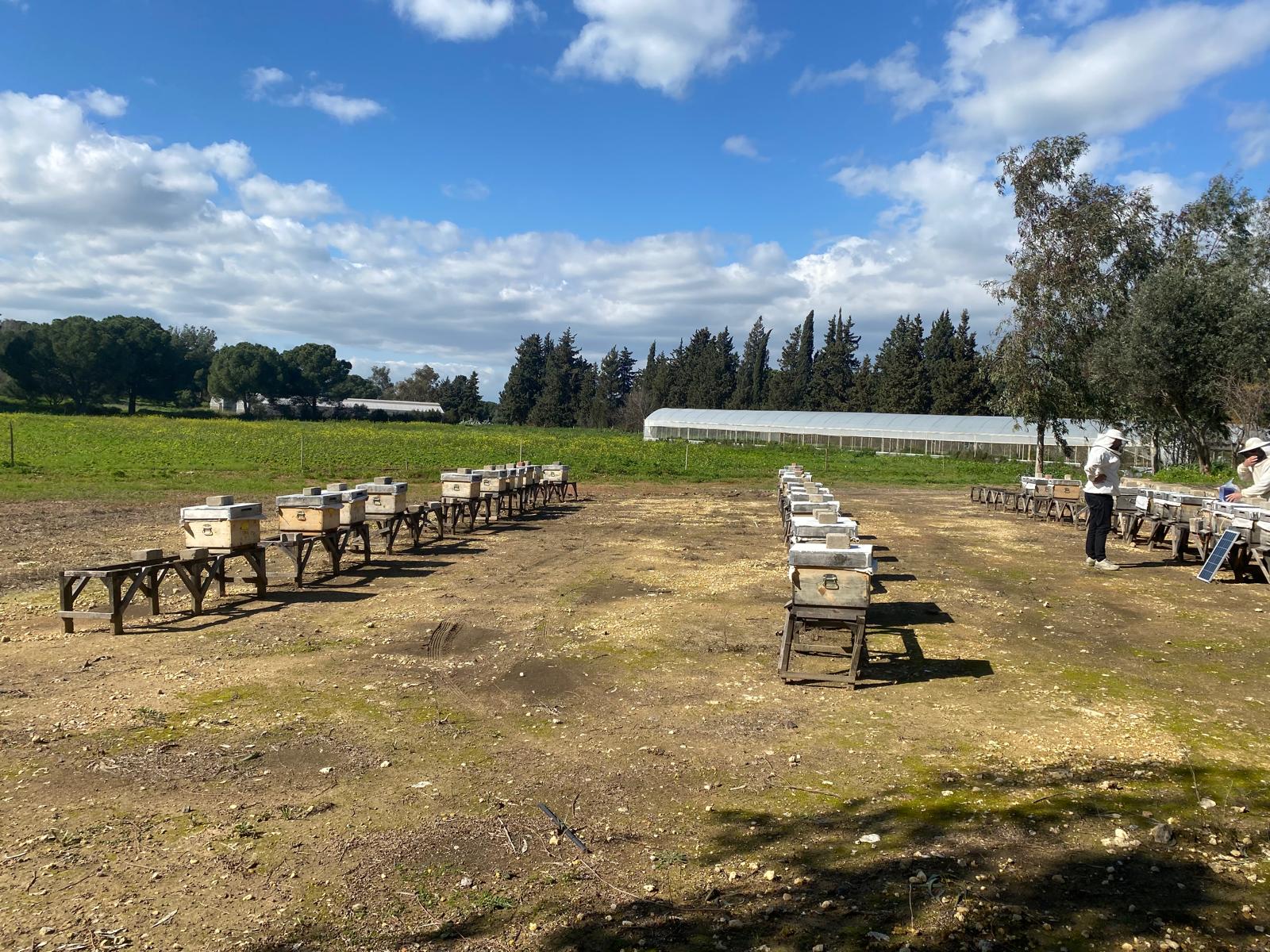 ETAE Arıcılık Araştırma Merkezi — 50 kovanı kapsayan apiyerin genel görünümü